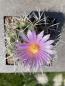 Preview: Thelocactus rinconensis